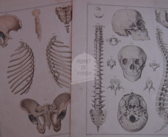 Planches Anatomiques