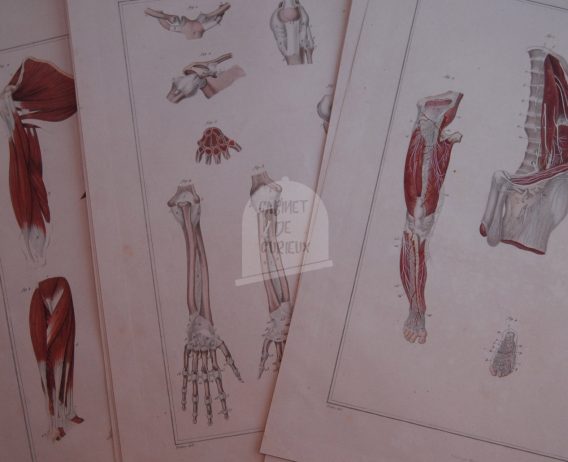 Planches anatomiques XiXe siècle