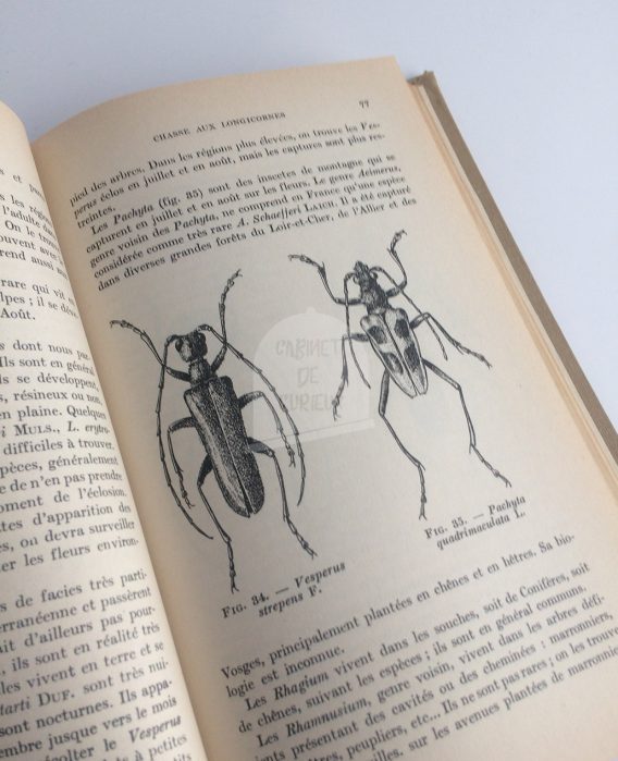 Guide de l'entomologiste