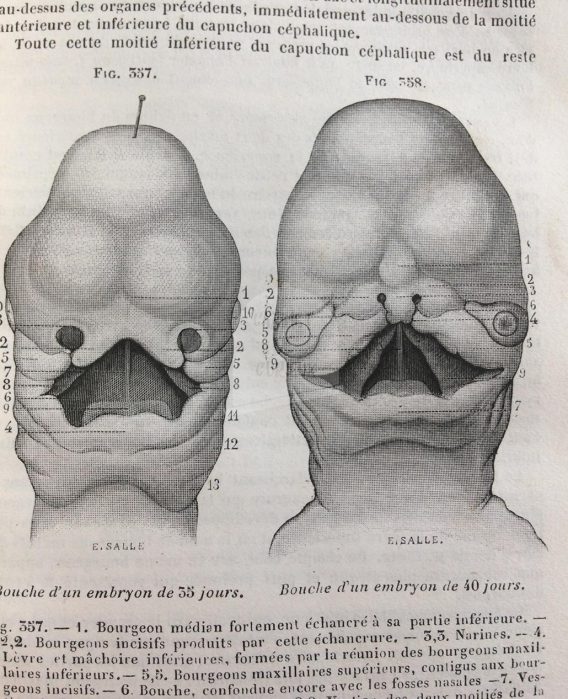 Traité d'anatomie descriptive - 1857