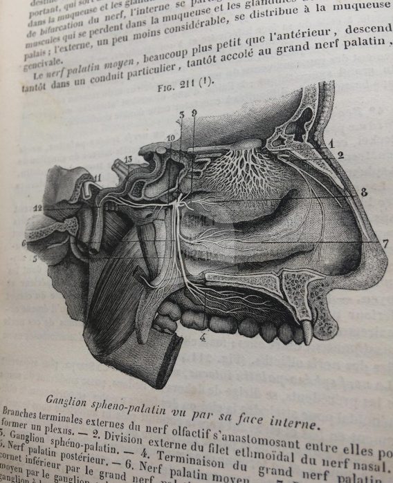 Traité d'anatomie descriptive - 1857